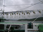 集魚灯2.JPG