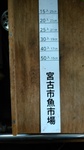 いかの物差し.JPG