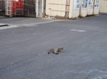 道路で寝る猫.JPG